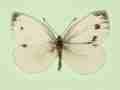 Pieris napi (gynandromorph 5) (Internet Image property of respective owner, non-commercial use only)